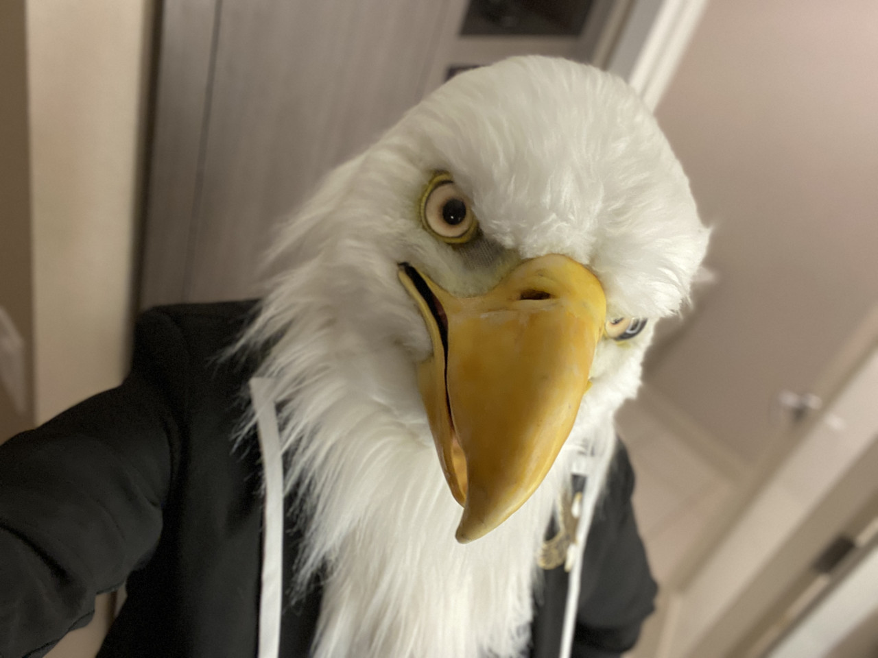 Me dressed in a white-trimmed sport jacket wearing my realistic eagle fursuit head